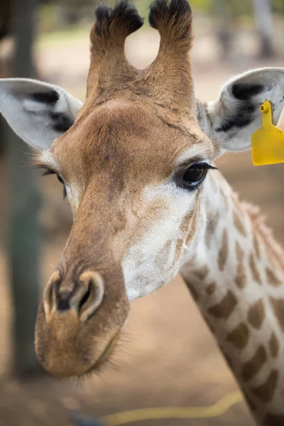 Girafa reticulada na natureza. As Maurícias . — Fotografia de Stock