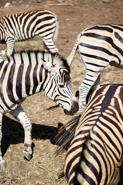 Eine Herde Zebras in freier Wildbahn. Mauritius. — Stockfoto