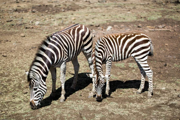 Eine Herde Zebras in freier Wildbahn. Mauritius. — Stockfoto