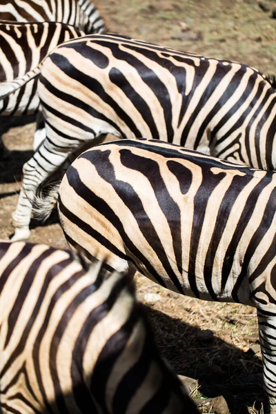 Eine Herde Zebras in freier Wildbahn. Mauritius. — Stockfoto