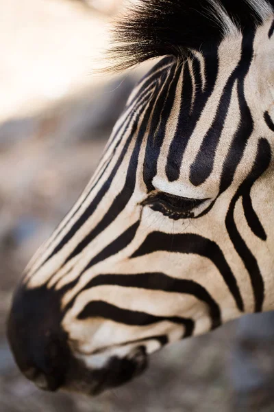 En flock zebror i det vilda. Mauritius. — Stockfoto
