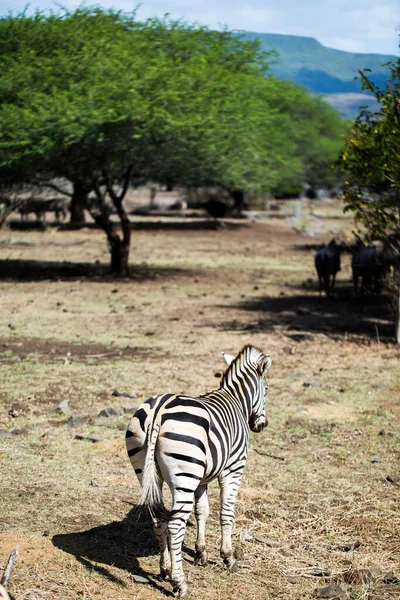 Eine Herde Zebras in freier Wildbahn. Mauritius. — Stockfoto