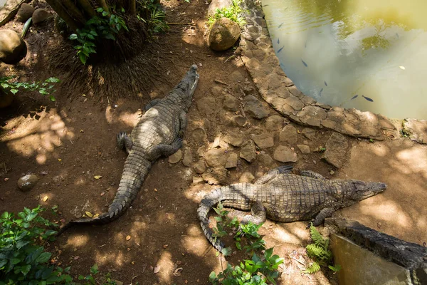 Crocodile farm, crocodiles being fed chicken tied to a rope. — Stock Photo, Image