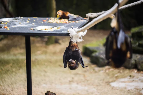 Los murciélagos están colgados en la jaula del zoológico. Zorro volador gigante coronado de oro . — Foto de Stock