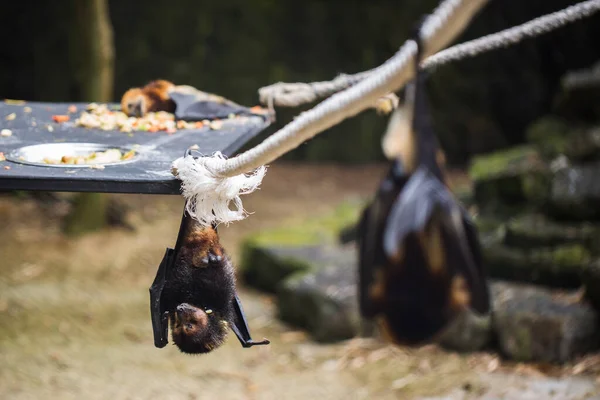 Fledermäuse hängen im Zoo-Käfig. Riesiger Goldkronenfliegenfuchs. — Stockfoto