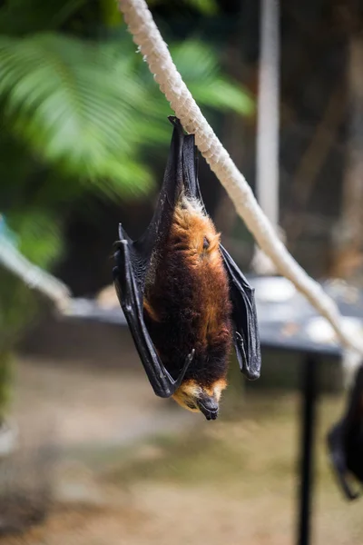Los murciélagos están colgados en la jaula del zoológico. Zorro volador gigante coronado de oro . — Foto de Stock
