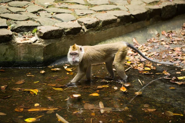 Un mono bebe agua de un estanque en el zoológico . — Foto de Stock