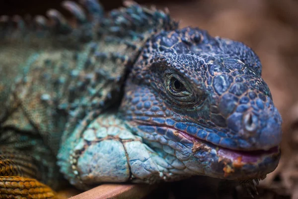 Blue iguana in a terrarium close-up at the zoo. — Stock Photo, Image
