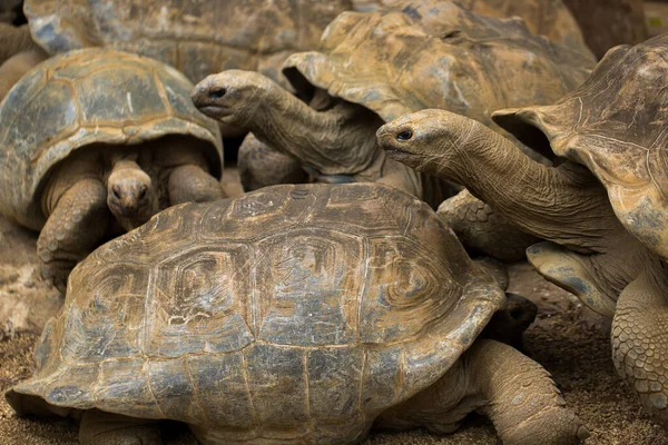 Многие гигантские черепахи в национальном парке Ла-Ваниль, Маврикий . — стоковое фото