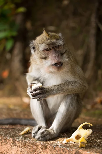 Ein Affe frisst in freier Wildbahn eine Banane. — Stockfoto