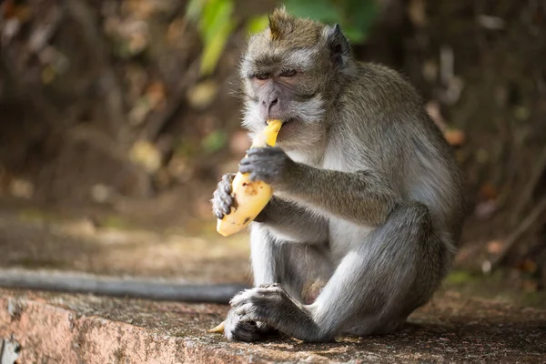 Un mono come un plátano en la naturaleza . — Foto de Stock
