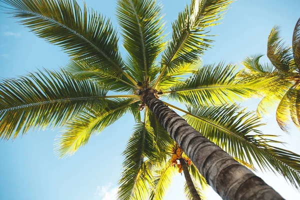 Uma vista dos ramos verdes das palmeiras e do céu azul . — Fotografia de Stock