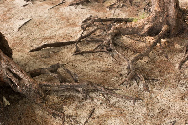 Egy fa gyökerét a homokos talajban az óceán partján.. — Stock Fotó