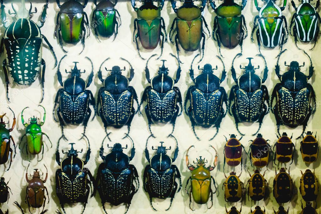 Collection of beetle with pins. Insect collection of entomologist. A rare collection of beetles in a showcase. Mauritius. La vanille.