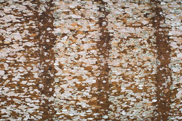 棕榈树皮的纹理特写。白色和棕色. — 图库照片