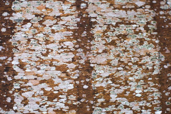 Textura de la corteza de palma de cerca. Blanco y marrón . — Foto de Stock