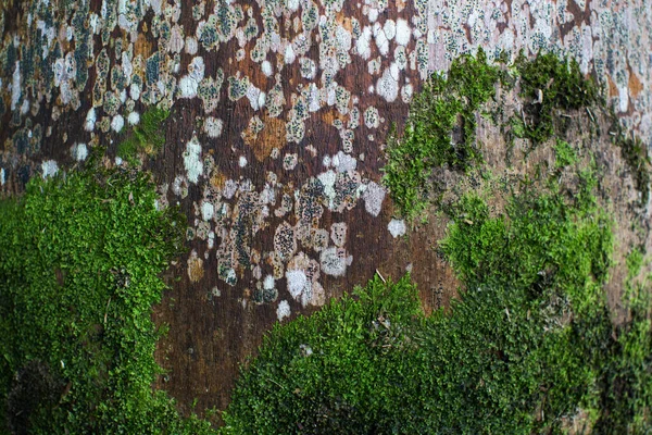 苔藓生长在古老的棕榈树背景上. — 图库照片