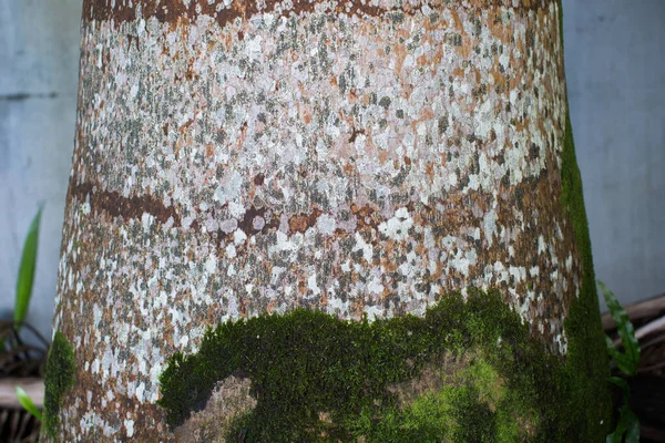 Musgo cresce em um velho fundo de palmeira . — Fotografia de Stock