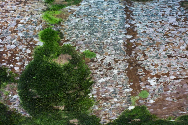 苔藓生长在古老的棕榈树背景上. — 图库照片