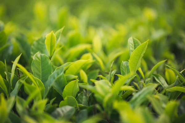 Πράσινο μπουμπούκι τσαγιού και φρέσκα φύλλα. Φυτείες τσαγιού. — Φωτογραφία Αρχείου