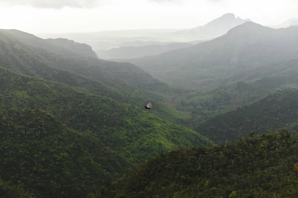 Flying dog, Fox flying in the tropical mountains.