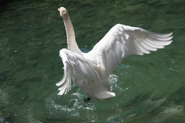 Beaux cygnes royaux blancs sur le lac . — Photo