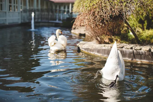 湖の美しい白い王室の白鳥. — ストック写真
