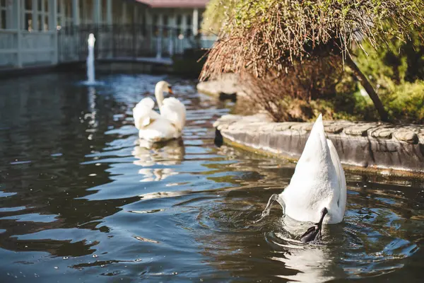 Schöne weiße Königsschwäne auf dem See. — Stockfoto