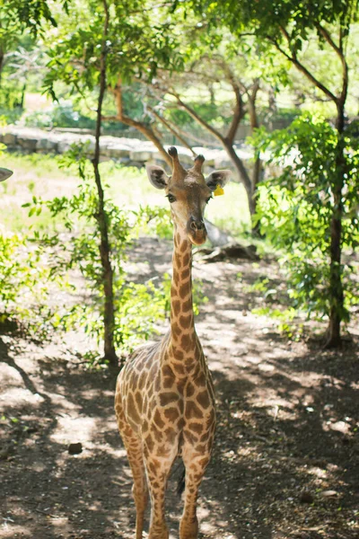 Giraffe Südafrika in freier Wildbahn. Gefleckte Tiere. — Stockfoto