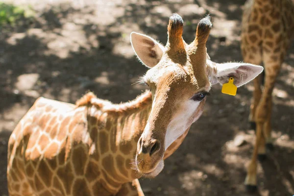 Giraffe Südafrika in freier Wildbahn. Gefleckte Tiere. — Stockfoto