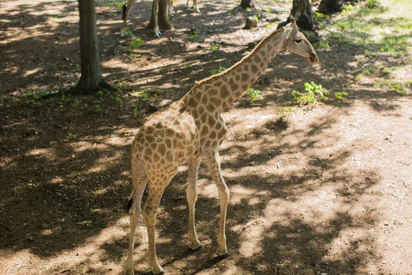 Жираф з Південної Африки в дикій природі. Плямисті тварини. — стокове фото