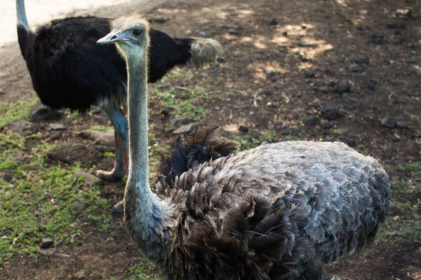 Ostriches in the wild in green grassland. — Stock Photo, Image