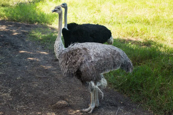 Ostriches in the wild in green grassland. — Stock Photo, Image