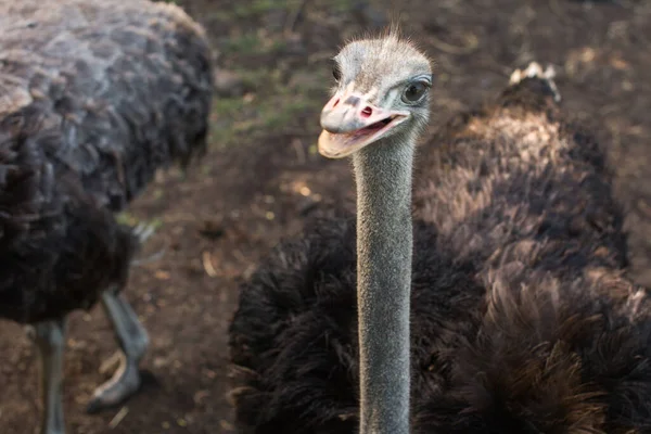 Ostrich bird head and neck front portrait in the park. Curious african ostrich walking at the ostrich farm.