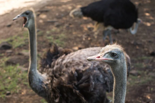 公園内には鳥の頭と首の正面の肖像画があります。ダチョウの養殖場を歩く好奇心旺盛なアフリカのダチョウ. — ストック写真