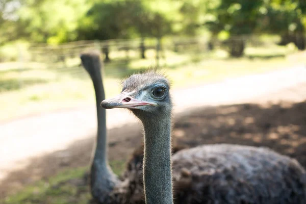 Avestruz cabeça de pássaro e pescoço retrato frontal no parque. Avestruz africana curiosa caminhando na fazenda avestruz . — Fotografia de Stock