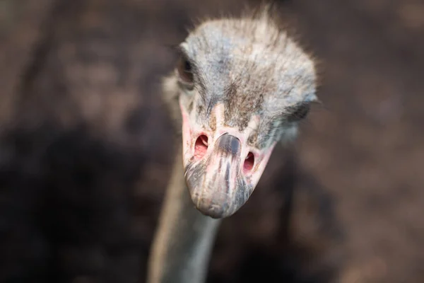 Avestruz cabeça de pássaro e pescoço retrato frontal no parque. Avestruz africana curiosa caminhando na fazenda avestruz . — Fotografia de Stock