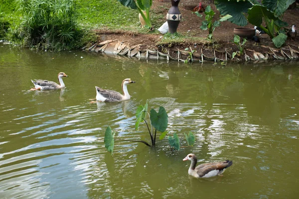 アヒルは湖で泳ぐ。動物園の装飾池. — ストック写真