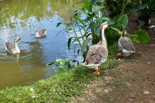 Ducks swim in the lake. Decorative pond in the zoo. — Stock Photo, Image