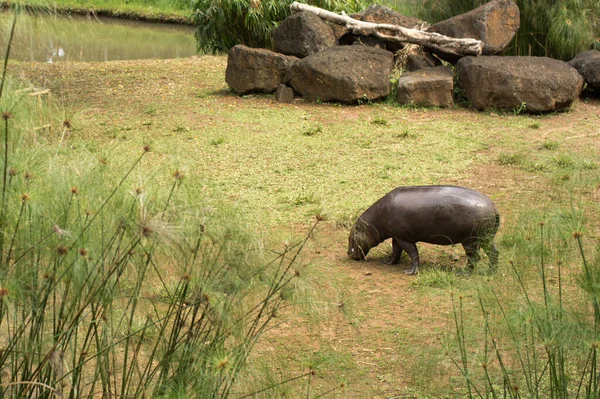 Das Zwergflusspferd frisst Gras in freier Wildbahn. — Stockfoto