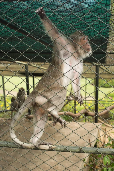 Ein Affe im Käfig hängt an einem Netz. — Stockfoto