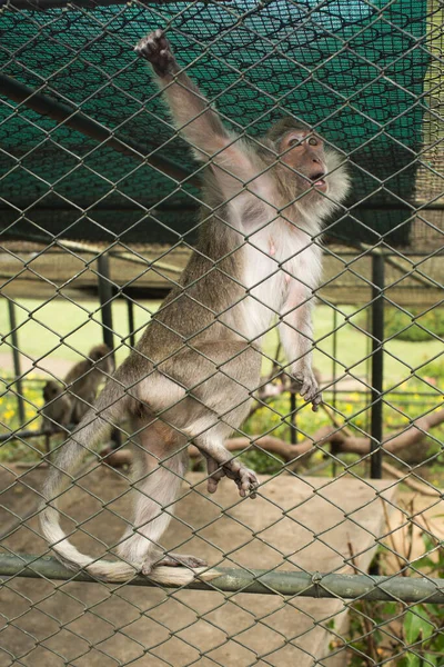 Ein Affe im Käfig hängt an einem Netz. — Stockfoto