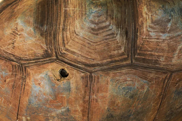 セイシェル亀の殻の質感. — ストック写真