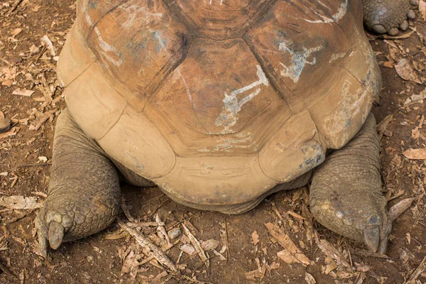 Landschildpadden van de Seychellen in de wilde close-up. — Stockfoto