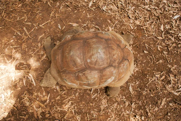 Pozemní seychelské želvy ve volné přírodě zblízka. — Stock fotografie