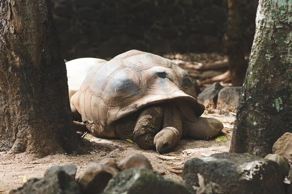 Les tortues seychelloises terrestres mangent des légumes et laissent un gros plan . — Photo