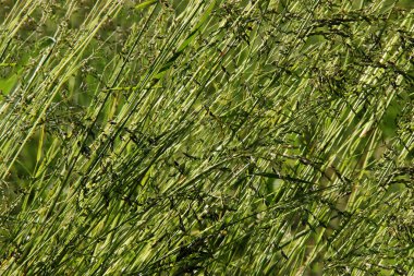 Doğa, yeşil, makro, çayır, arka plan