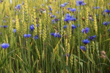 çayır, buğday, mısır çiçeği, mavi, yeşil, doğa