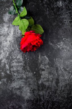 Koyu arkaplanda güzel güller