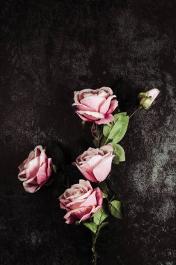 Koyu arkaplanda güzel güller